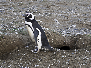 Jackass Penguin, Terra del Fuego, Chile
